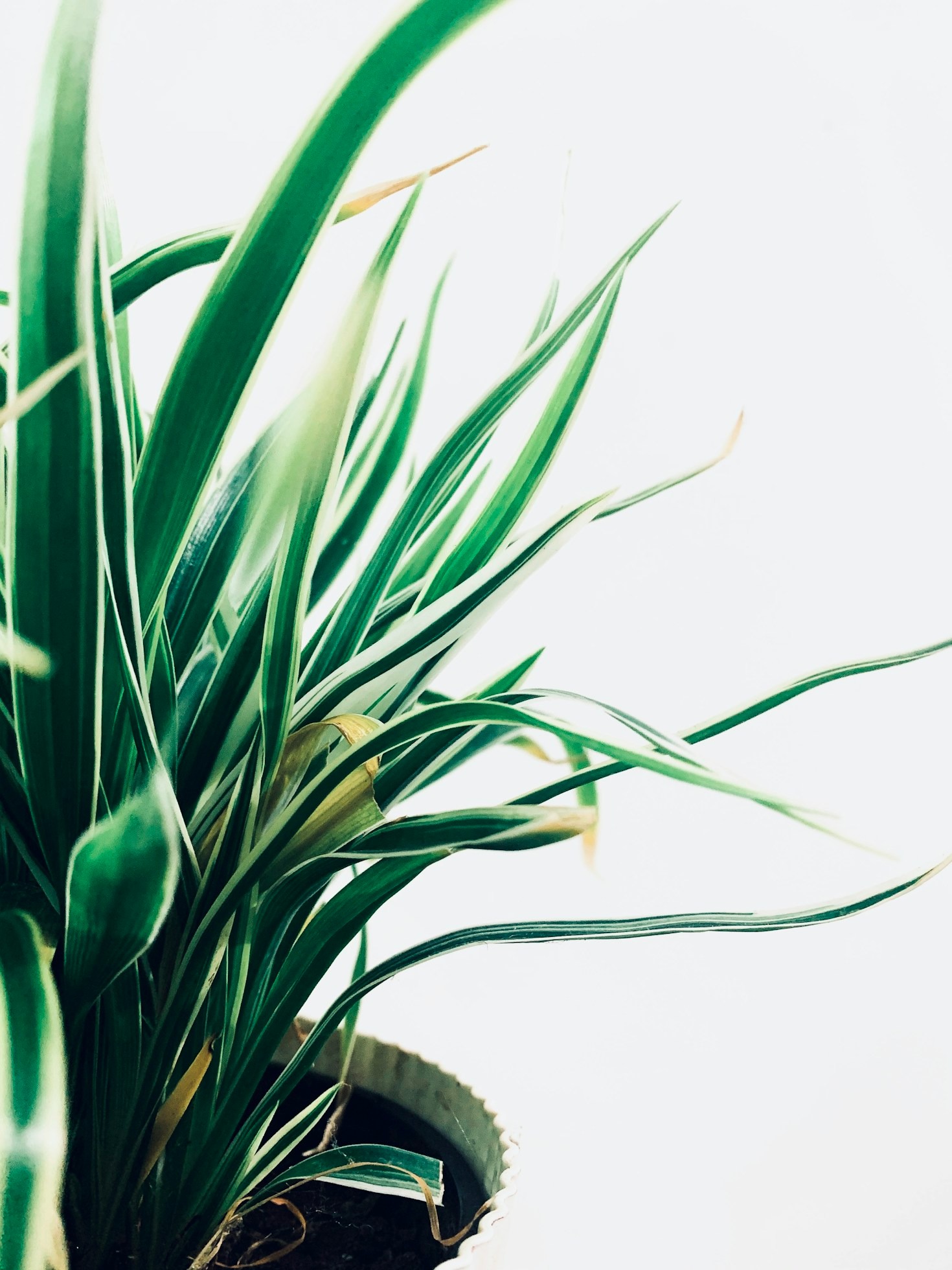 Inspiring Stories of Sustainable Living Success